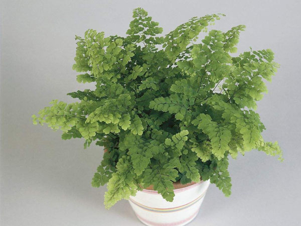 济南除甲醛公司推荐植物铁线蕨 济南除甲醛公司推荐植物铁线蕨