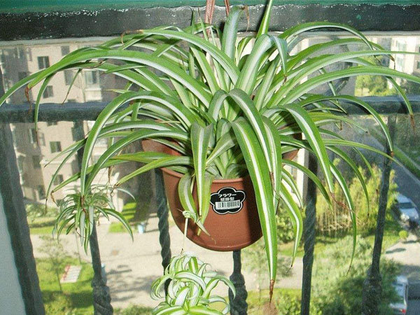 济南除甲醛公司推荐植物吊兰 济南除甲醛公司推荐植物吊兰