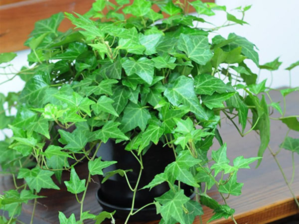 济南除甲醛公司推荐植物常春藤 济南除甲醛公司推荐植物常春藤