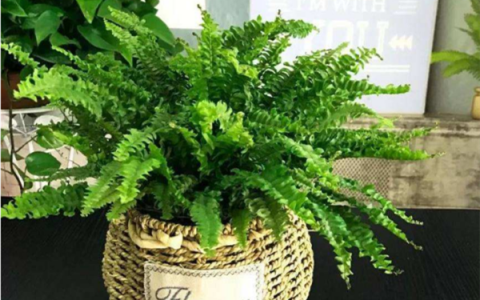 绿植除甲醛作用到底有多大？快速有效去除甲醛的方法有哪些？