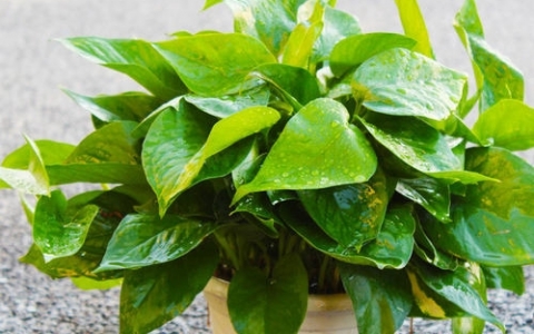 除甲醛的植物有哪些？绿萝、常春藤、吊兰、龟背竹能除甲醛吗？