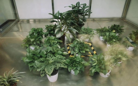 植物到底能不能除甲醛吗？ 绿色植物有除甲醛的效果吗？